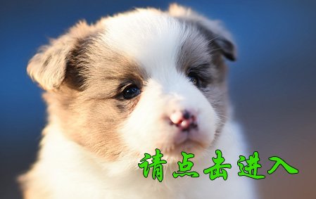 米娅