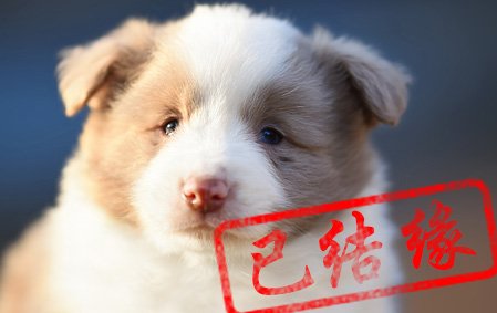 感谢广东何先生已结缘 摩卡