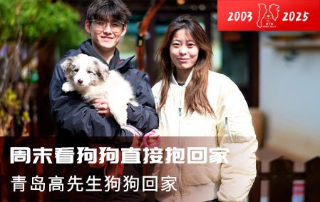 周末看狗狗直接抱回家（青岛高先生）2025-3-31