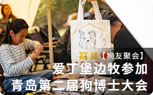 【狗友聚会】爱丁堡边牧参加青岛第二届狗博士大会