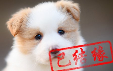感谢广州陈先生已结缘 靓仔