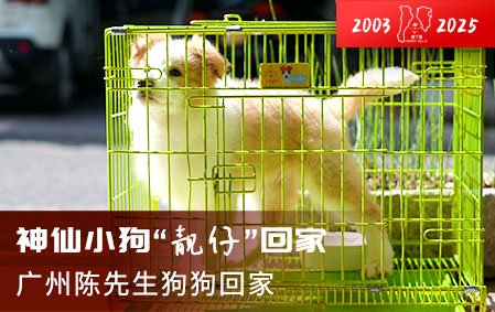 神仙小狗“靓仔”到家（广州陈先生）2025-4-30