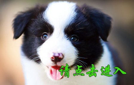 感谢广州蔡先生第四次选择 小舒格 母C2