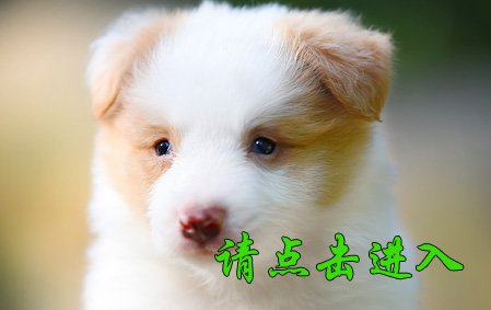 感谢广州蔡先生第四次选择 小舒格 母C2
