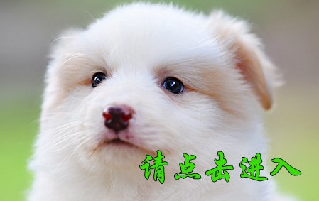 叮当