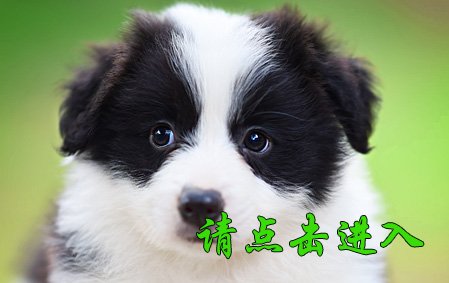感谢青岛王先生已结缘 叮当 公E2