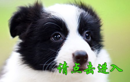 感谢青岛王先生已结缘 叮当 公E2