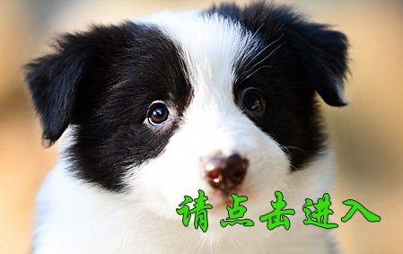 感谢青岛王先生已结缘 叮当 公E2