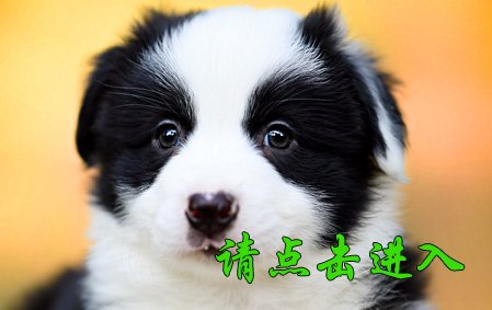 感谢青岛王先生已结缘 叮当 公E2