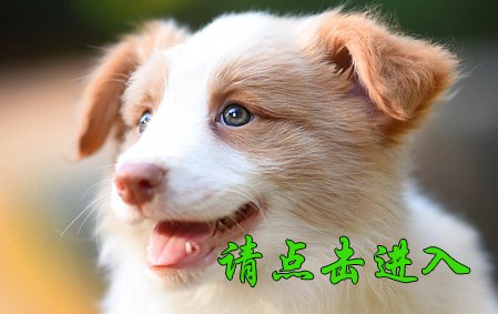 安琪