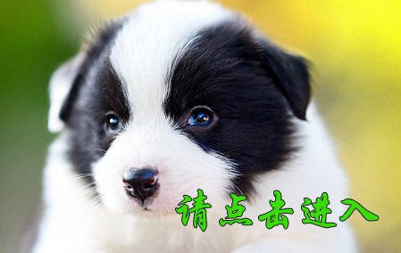 小舒格 公C1 36天视频展示