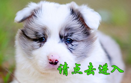 感谢海南王先生已结缘 小舒格 母C1