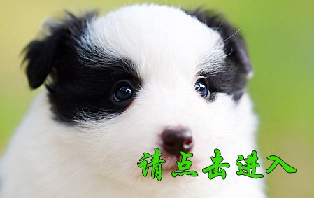 小舒格