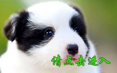 小舒格