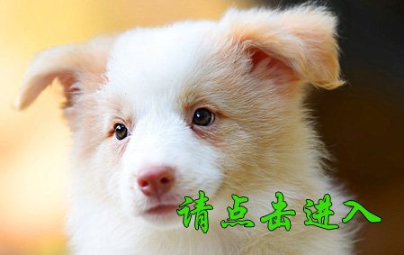 布鲁
