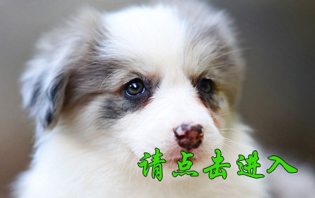 恭喜沈阳张先生已结缘 桑桑 母D1