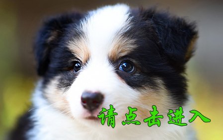 安吉拉