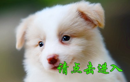 恭喜唐山巩先生结缘 安吉拉 母D2