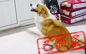 感谢青岛盖先生已选购 太阳
