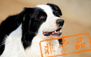 莱卡