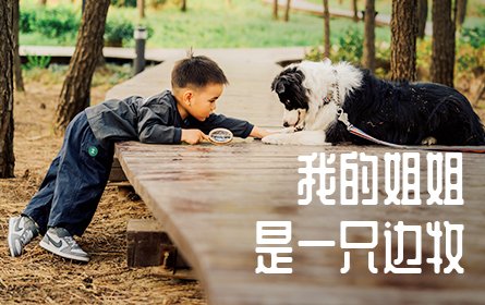 【成长见证】我的姐姐“奥莉”是一只边牧哟~（烟台蒲女士）