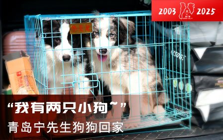 小主人：我有两只小狗！（青岛宁先生）2025-5-27
