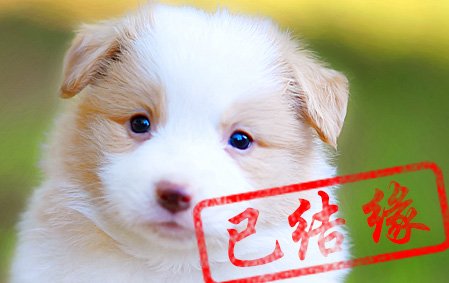 感谢郑州曹女士已结缘 小舒格 公C2