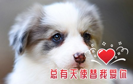 恭喜沈阳张先生已结缘 桑桑 母D1