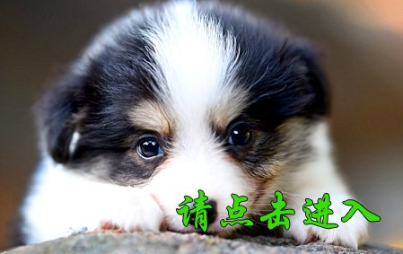 安吉拉 公D2