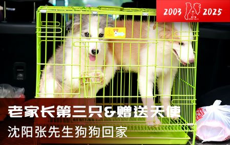 老家长的第三只&赠送小天使（沈阳张先生）2025-8-27