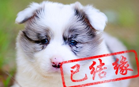 感谢海南王先生已结缘 小舒格 母C1