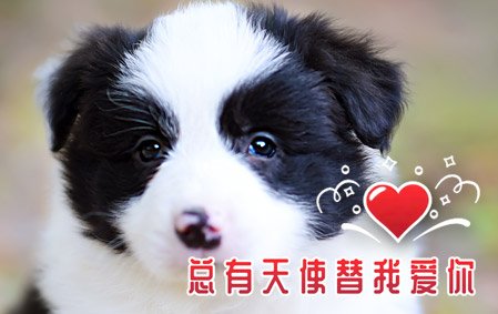 恭喜郑州曹女士结缘 小舒格 公C3