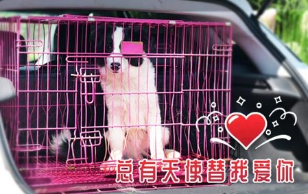 【总有天使替我爱你】小天使抵达郑州新家（郑州曹女士）2025-8-16