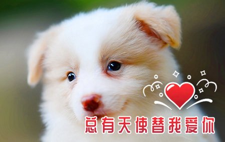 恭喜唐山巩先生结缘 安吉拉 母D2