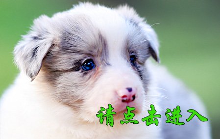 薇薇 公G2