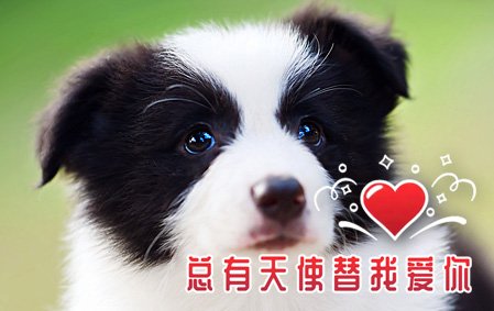 恭喜江苏王先生已结缘 布鲁 公C5