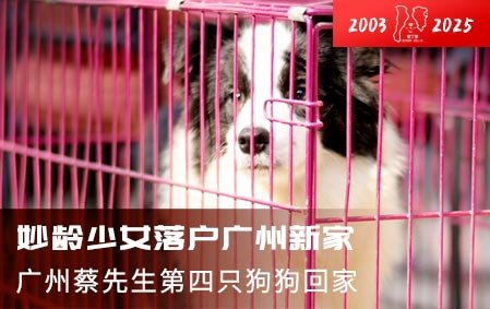 妙龄少女落户广州新家（蔡先生第四只）2025-11-24