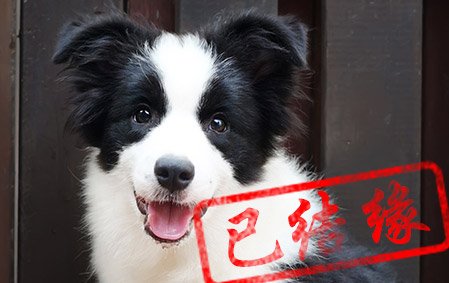 感谢广州蔡先生第四次选择 小舒格 母C2