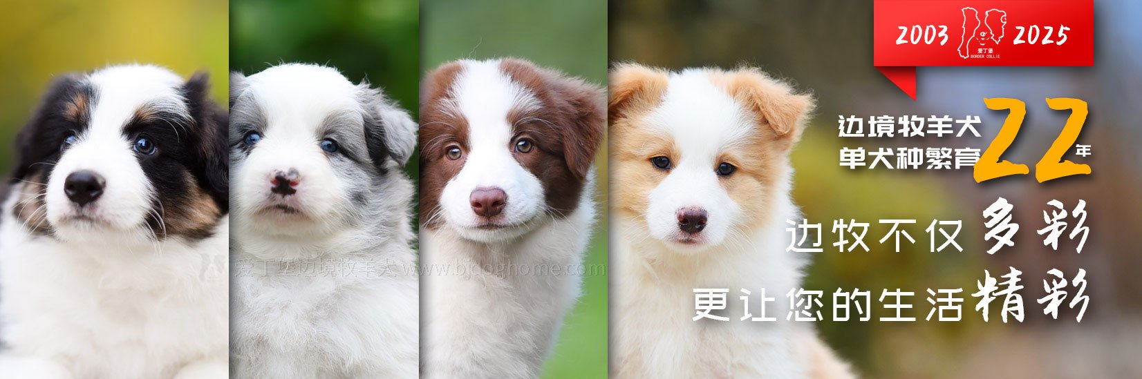 专业繁育边境牧羊犬幼犬