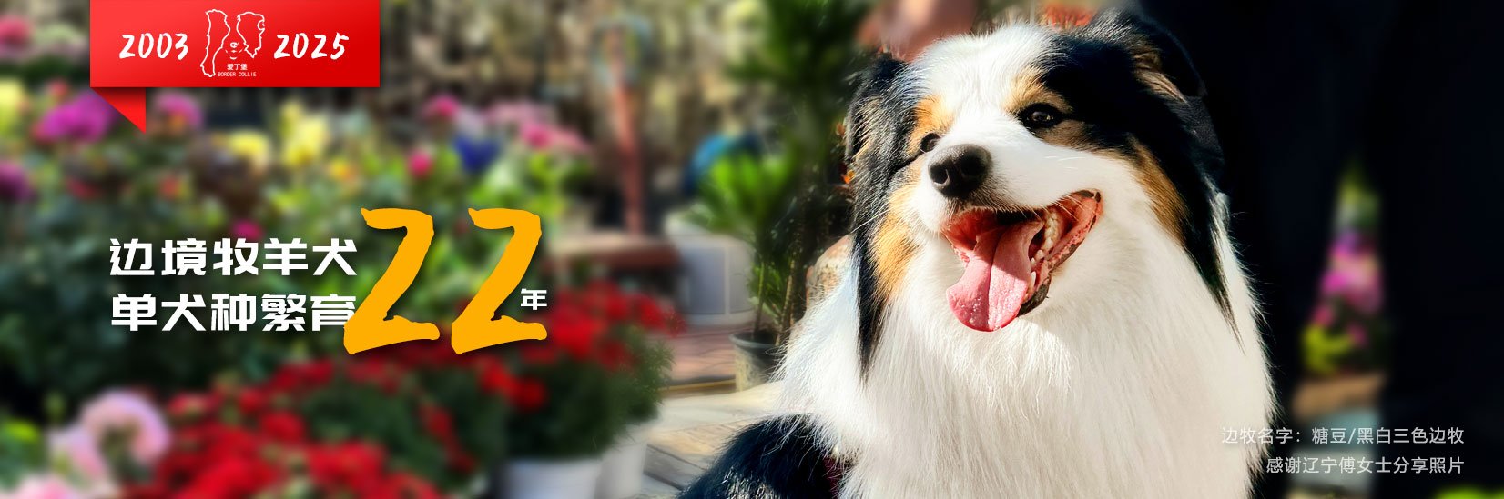 纯血统三色边境牧羊犬