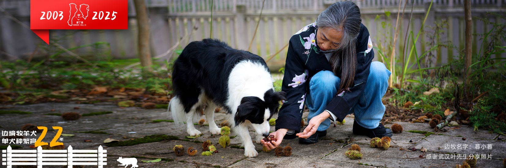 高品质赛级边境牧羊犬