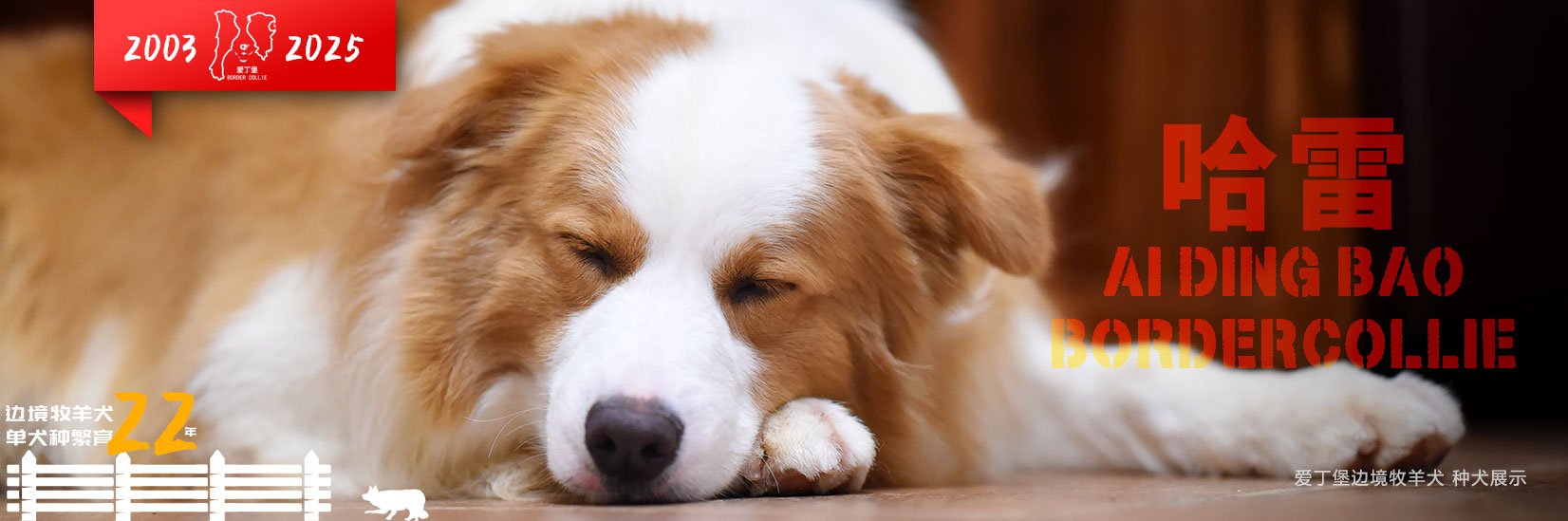 赛级金色边牧幼犬奶狗