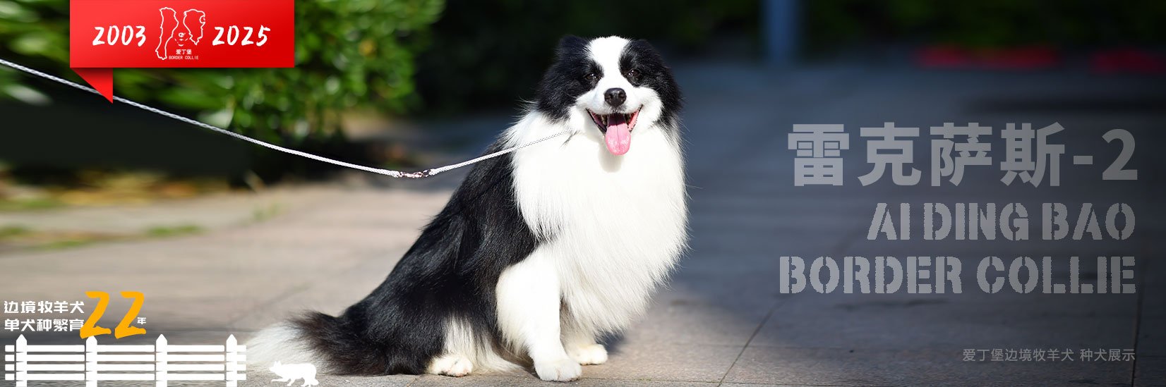 纯种健康高品质边境牧羊犬 狗狗 萌宠 幼犬