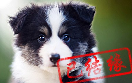 感谢清远黄先生已结缘 灵芝