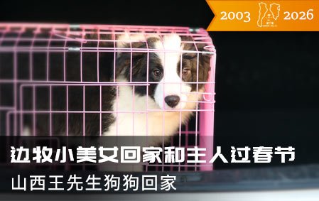 边牧小美女回家和主人过春节(山西王先生)2026-1-29