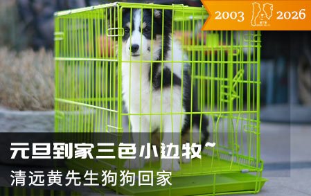 2026头柱香！元旦到家三色小边牧~（清远黄先生）2026-1-1