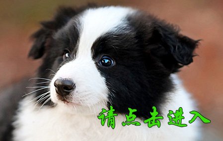 恭喜沈阳张先生已结缘 桑桑 母D1