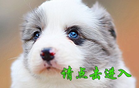 格格 公D5