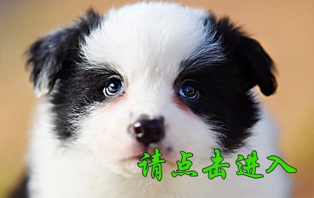 感谢青岛田女士已结缘 珞珞 公G3