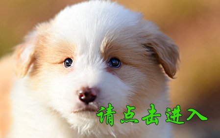 安琪 公F1